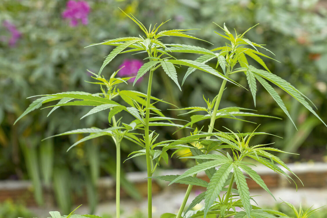 Das erste Cannabis in Deutschland wird bald angebaut und soll im ersten Quartal 2021 geerntet werden. / Foto: Shutterstock/worraket