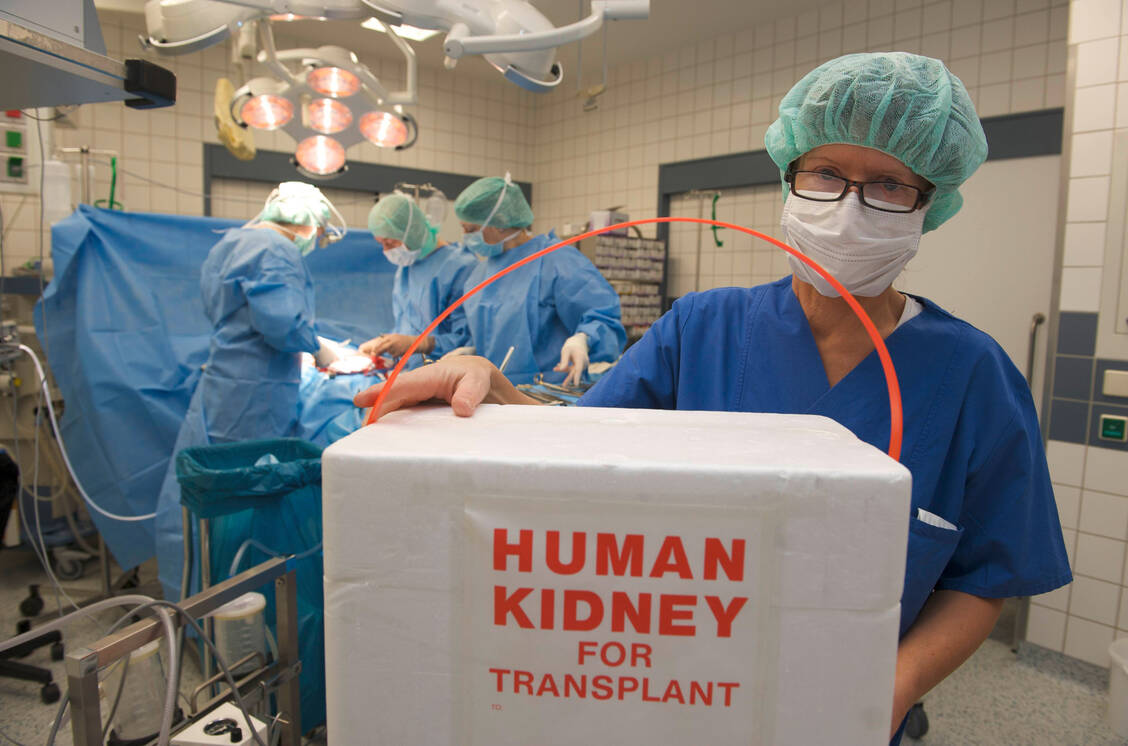 Viele Patienten warten sehnlichst auf eine Spenderniere. Mit Imlifidase können Patienten künftig auch solche Organe erhalten, die für sie bislang aufgrund spezifischer Antikörper nicht infrage kamen. / Foto: Imago/epd