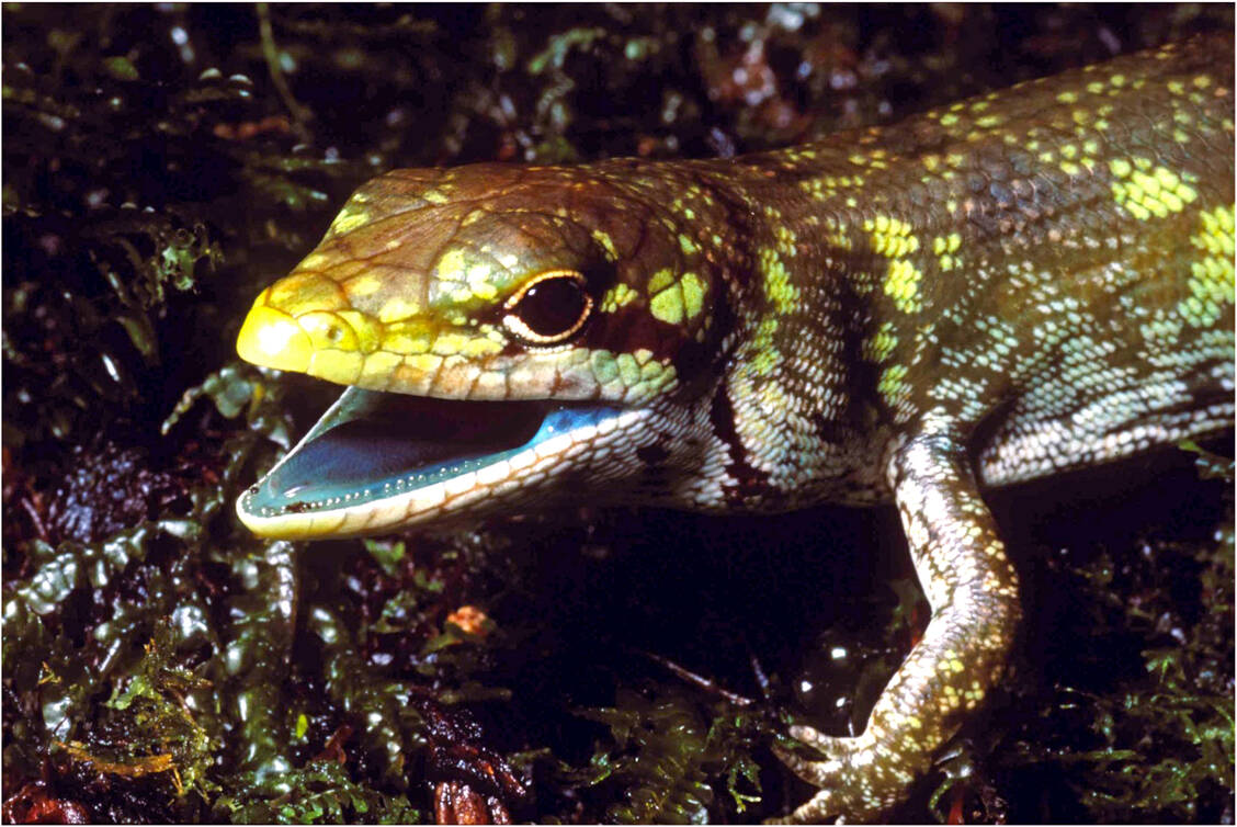 Prasinohaema prehensicauda mit grünem Blut; man beachte die grüne Schleimhaut und die grüne Zunge. / © Christopher C. Austin/Louisiana State University