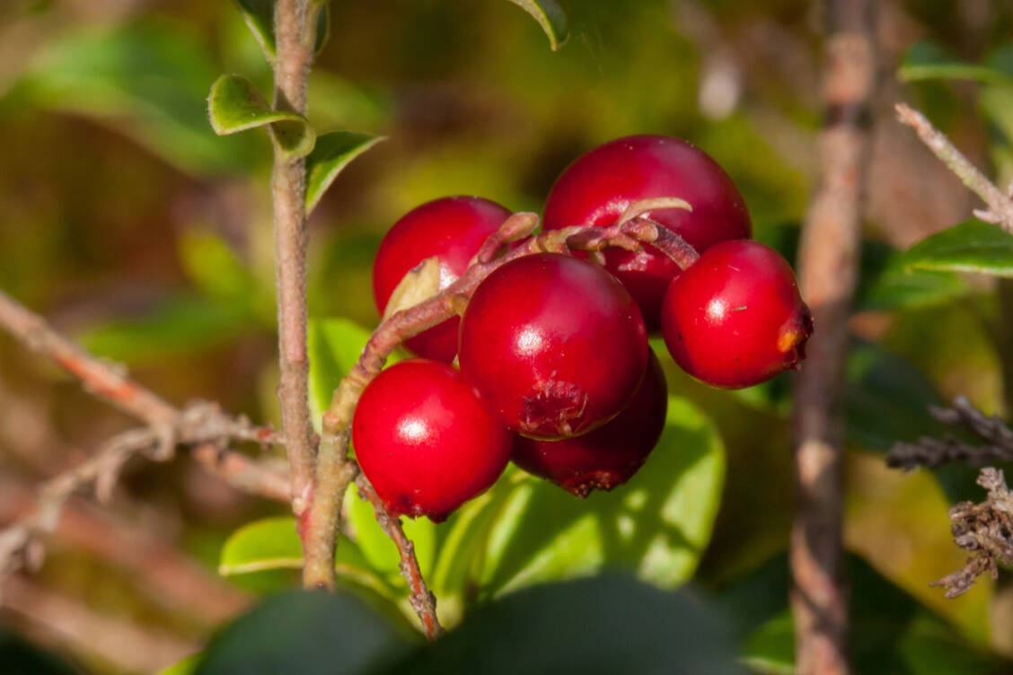 Bärentraubenblätter (Uvae ursi folium) wirken antibakteriell und kommen als Extrakt in diversen Präparaten und als Arzneitee bei Blasenentzündungen zur Anwendung. / Foto: Adobe Stock/Klaus Brauner