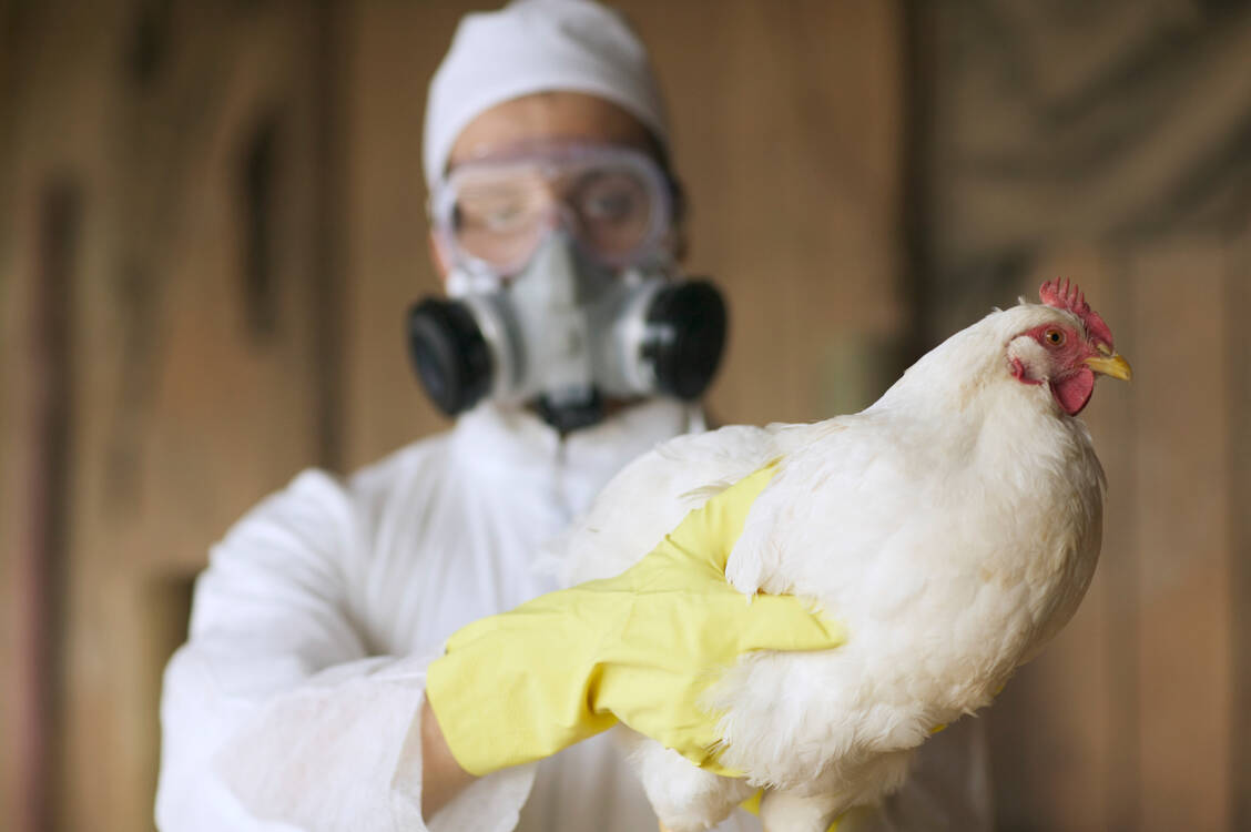 In China haben sich im vergangenen Jahr zwei Menschen mit dem Vogelgrippevirus H3N8 angesteckt; einer von ihnen starb daran. H3N8-Viren sind in Hühnerbeständen weit verbreitet. / Foto: Getty Images/Peter Garrard Beck