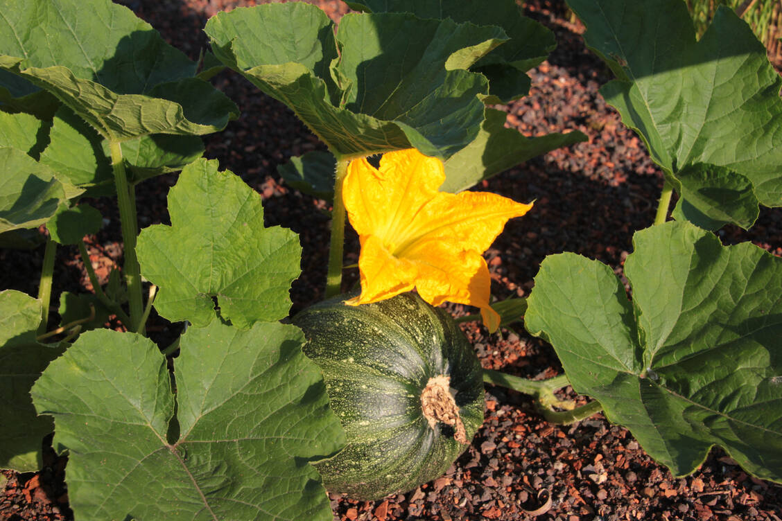 Gartenkürbis Cucurbita pepo (Familie Cucurbitaceae) / Foto: Robert Fürst