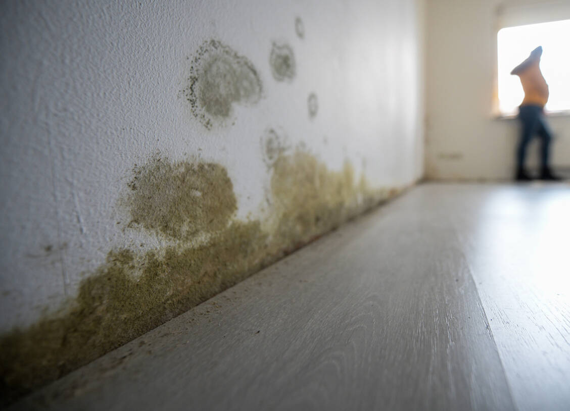 Verschimmelte Wände müssen saniert werden, um Gesundheitsgefahren durch Pilzsporen in der Luft zu vermeiden. / Foto: Imago Images/Funke Foto Services