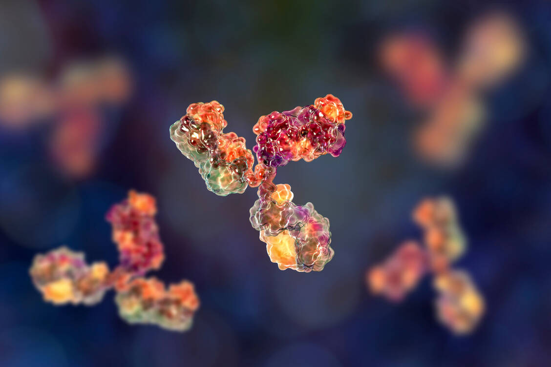 Durch künstliche Intelligenz könnte die Entwicklung therapeutischer Antikörper künftig kostengünstiger werden. / Foto: Adobe Stock/Dr_Microbe