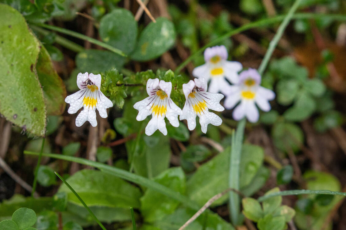 Die DAC-Monographie Augentrostkraut (Stammpflanze Euphrasia officinalis L.) ist ein Beispiel für die Harmonisierung der verwendeten Arzneibuchmethoden. / Foto: imago images/blickwinkel