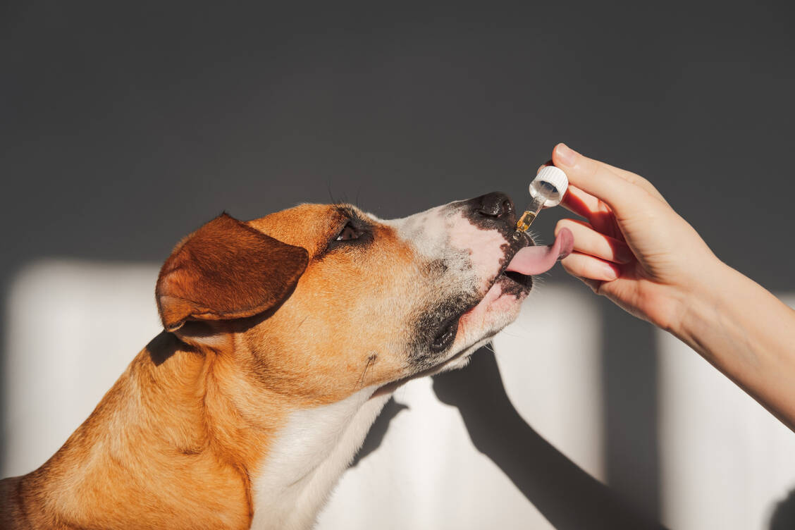 Die Tierapotheke Vetsource kümmert sich um die Ausgabe und Lieferung der tierärztlich verschriebenen Medikamente an Tierhalter. / © Getty Images/Photoboyko