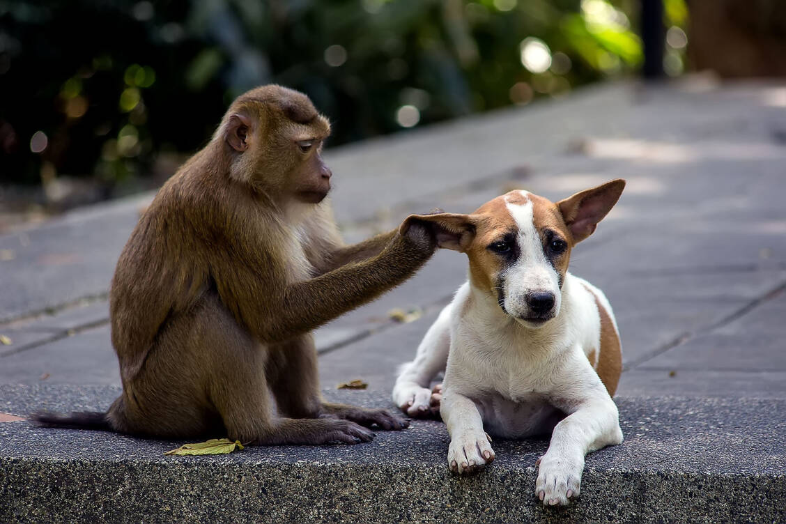 Primaten mit Haustieren: / © Shutterstock/Anatolii kostyk