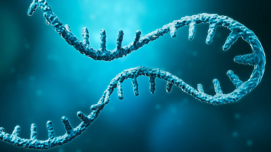 Die Funktion der RNA ist nicht auf das Innere der Zelle beschränkt – sie dient auch der Kommunikation zwischen verschiedenen Zellen. / Foto: Adobe Stock/Matthieu Louis