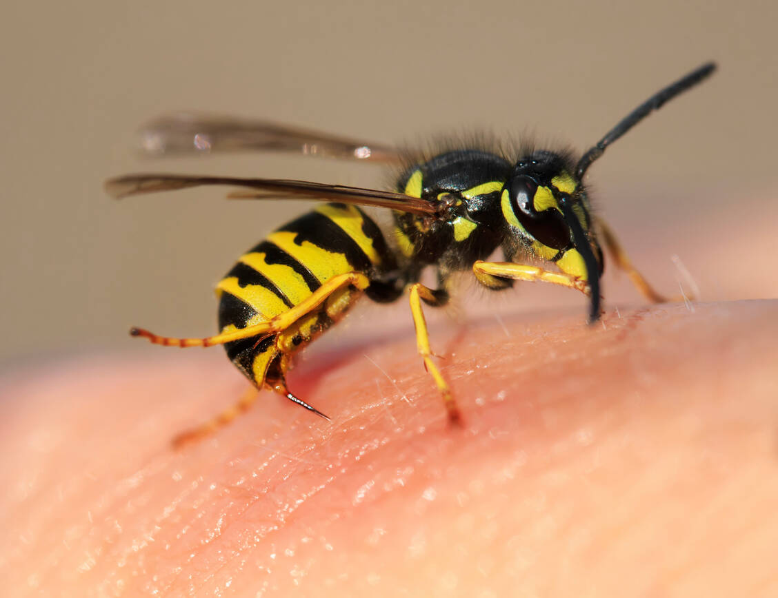 Ein Insektenstich kann manche Allergiker in eine lebensbedrohliche Situation bringen. Zur Notfallbehandlung der Symptome eines anaphylaktischen Schocks könnte für Betroffene ein Adrenalin-Nasenspray auf den Markt kommen. / Foto: GettyImages/Nataba