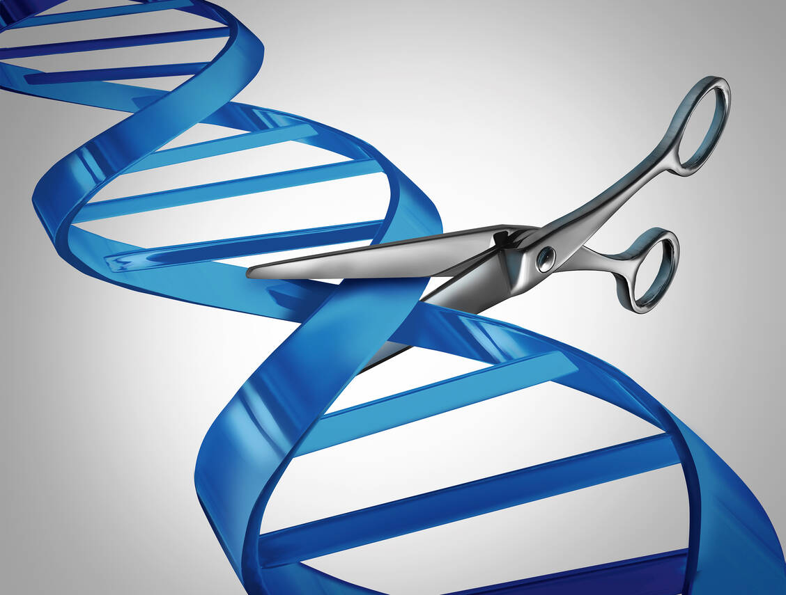Die Genschere CRISPR/Cas9 schneidet den Doppelstrang der DNA. Die neue »Prime Editing«-Variante soll dagegen nur einen Einzelstrang schneiden. / Foto: Shutterstock/Lightspring