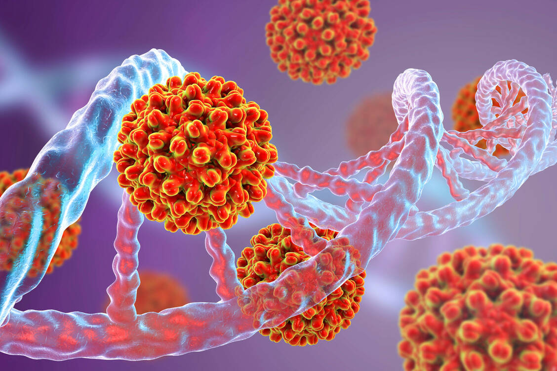 Bei einer Hepatitis-B-Infektion nisten sich die Viren meist lebenslang im Körper ein und greifen zunehmend die Leber an. Mit siRNA sollen Gene der Hepatitis-B-Viren stillgelegt werden. / © Getty Images/Science Photo Library/Kateryna Kon