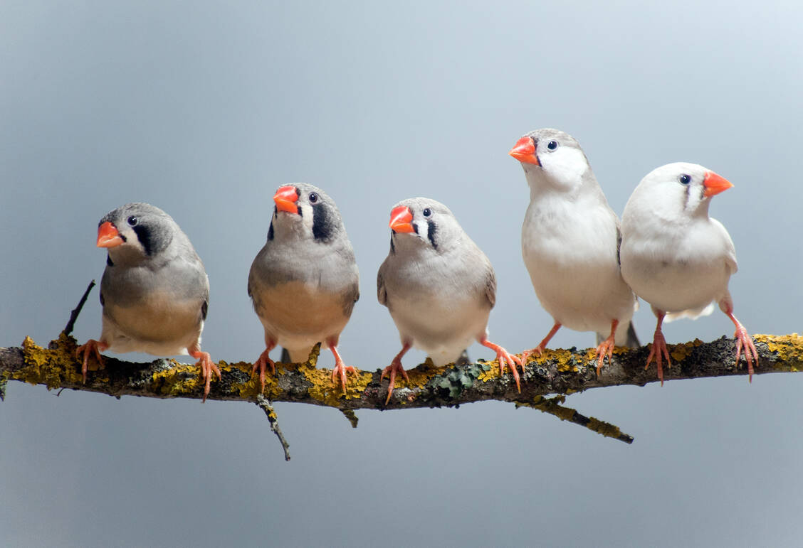 Zwitscher-Genie durch Gen-Mix: Hybride Singvögel lernen schneller. / © Adobe Stock/natian