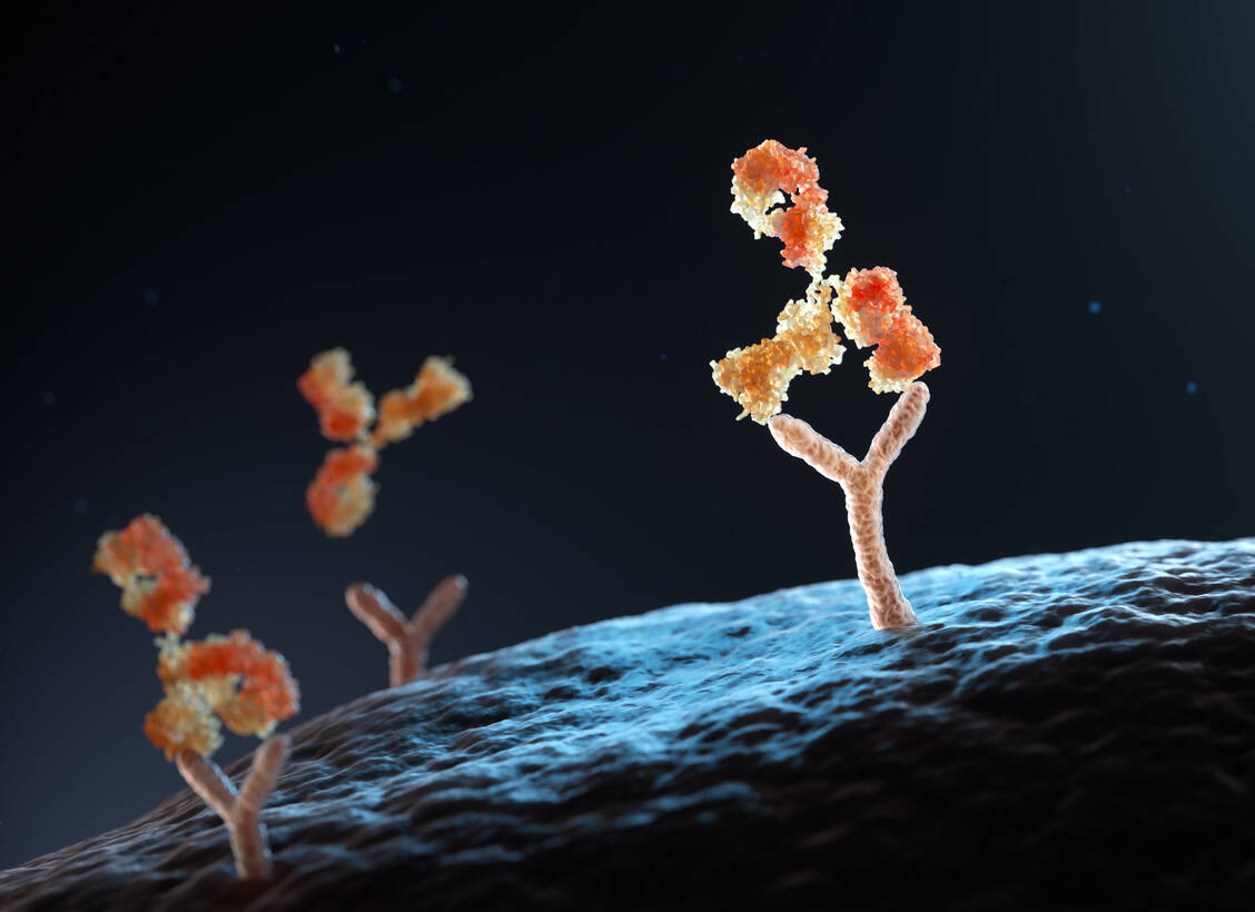 Einer Studie zufolge ist die Haltbarkeit der IgG-Antikörper nach der Boosterimpfung gegen Covid-19 höher als nach der Grundimmunisierung mit mRNA-Impfstoffen.  / Foto: Adobe Stock/Tatiana Shepeleva