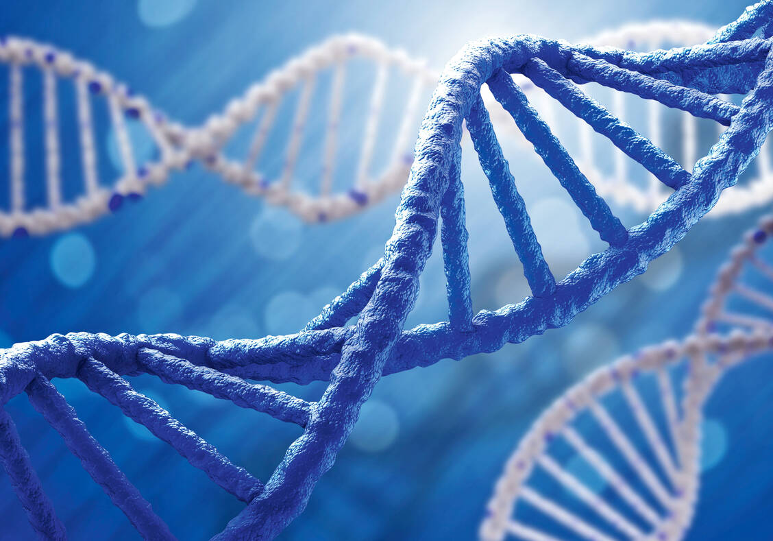 Das Erbinformation ist in Form von doppelsträngiger DNA gespeichert. Einzelsträngige RNA kann sich hier nicht integrieren. / Foto: Shutterstock/Sergey Nivens
