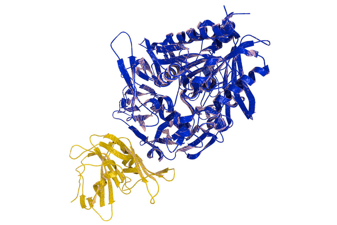 Der Rezeptor des MERS-Virus (hier die Proteinstruktur in gelb) kann an das menschliche Enzym Dipeptidylpeptidase-4 (hier blau) binden. Das lässt vermuten, dass dies SARS-CoV-2 auch gelingt. / Foto: Adobe Stock/Kateryna_Kon