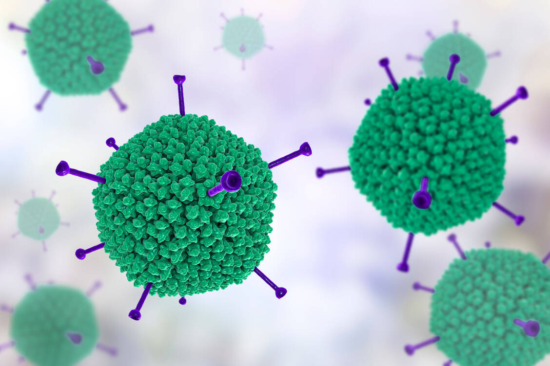 Adenoviren dienen bei einigen Covid-19-Impfstoffen als Vektor. Das heißt, sie transportieren  das Gen für das Spike-Protein von SARS-CoV-2 in menschliche Zellen – bis hinein in den Zellkern. / Foto: Getty Images/Science Photo Library