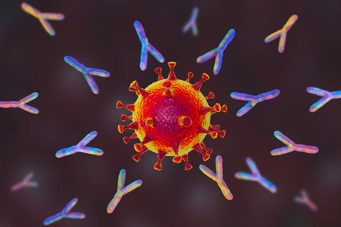 Covid-19-Antikörper-Präparate richten sich in der Regel gegen das Spike-Protein von SARS-CoV-2. Das Virus kann dadurch nicht mehr in die Wirtszellen eintreten und seine Vermehrung wird gestoppt. / Foto: Adobe Stock/Kateryna_Kon