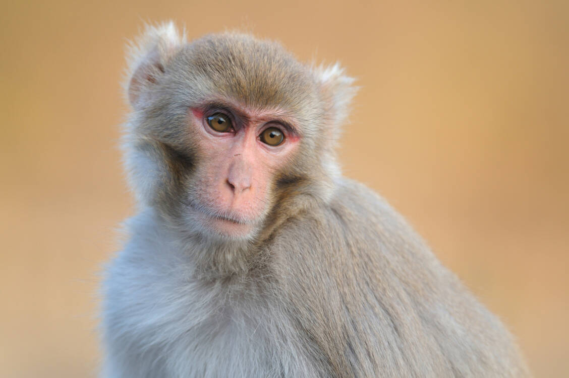 An Rhesusaffen wurde ein chinesischer Impfstoffkandidat gegen SARS-CoV-2 erfolgreich getestet. / Foto: Adobe Stock/Dirk Vorbusch