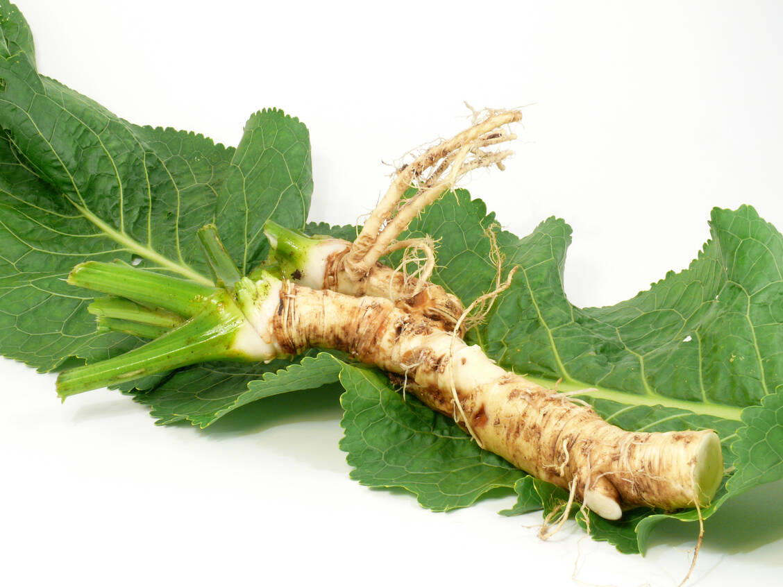 Senfölglykoside, Cumarine, Phenolcarbonsäuren und Vitamin C gehören zu den wichtigsten Inhaltsstoffen des Meerrettichs. / Foto: Getty Images/Jörg Mikus