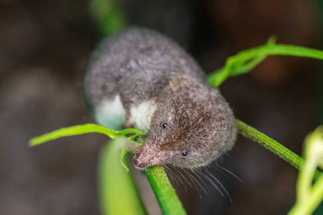 Charakteristisch für die seltene Feldspitzmaus sind die verlängerte spitze Schnauze sowie die kleinen Augen und Ohren. Sie kann das Bornavirus übertragen. / © Imago/Oliver Willikonsky