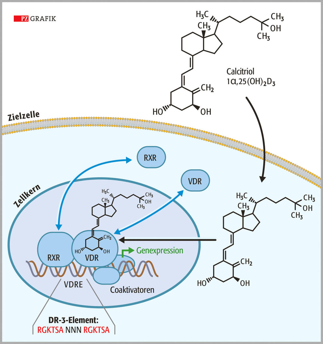 Abbildung 3: Im Rahmen der Aktivierung des Vitamin-D-Rezeptors (VDR) stabilisiert die Bindung von Vitamin D an den Rezeptor VDR/RXR-Heterodimere an Vitamin-D-Response-Elementen (VDRE) in Enhancern auf der DNA. Es kommt zur Rekrutierung von Coaktivatoren und zur Stimulation der Transkription entsprechender Vitamin-D-Responsgene, wobei die aus sechs DNA-Basen (RKGSA) bestehende Vitamin-D-Rezeptor-Bindestelle nach einem Abstand von drei Basen wiederholt wird. (RXR = Retinoid X-Rezeptor, DR3-Element = Direct Repeat-Respons-Element, N = beliebige Base, R = Adenin oder Guanin, K = Guanin oder Thymin, S = Guanin oder Cytidin, A = Adenin). / Foto: Stephan Spitzer