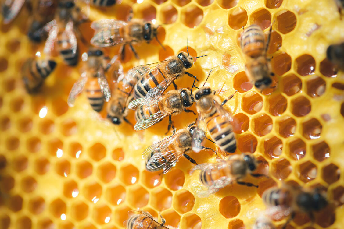 Bienenwachs, Honig und Pollen wirken wie  ein lebendiges Immunsystem, das Krankheiten vom Bienenvolk fernhält. / © Shutterstock/Alexander Wallstrom