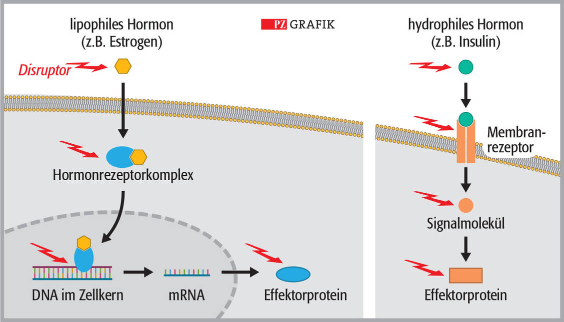 Grafik: Ausgewählte Angriffsmöglichkeiten endokriner Disruptoren (rote Pfeile) in Hormonsignalkaskaden / Foto: PZ/Stephan Spitzer