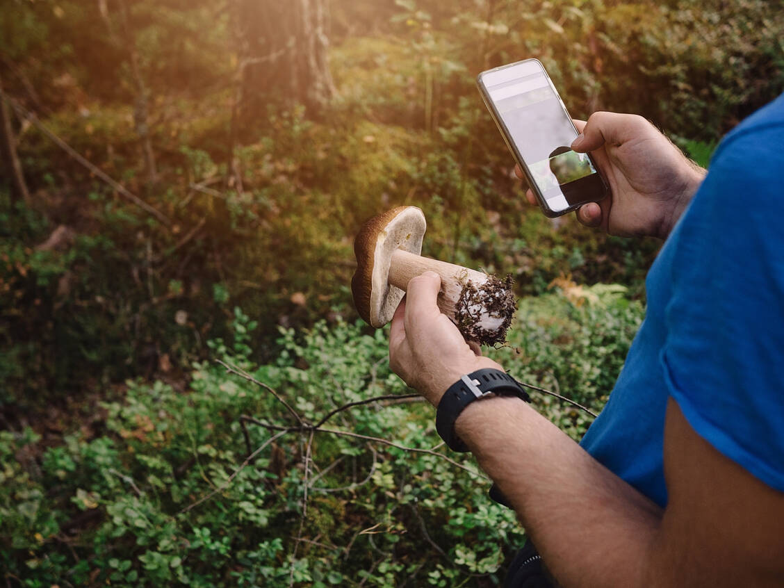 Essbar oder giftig: Bei dieser Entscheidung sollten sich unerfahrene Pilzsammler nicht allein auf Handy-Apps verlassen. / Foto: Getty Images/knape