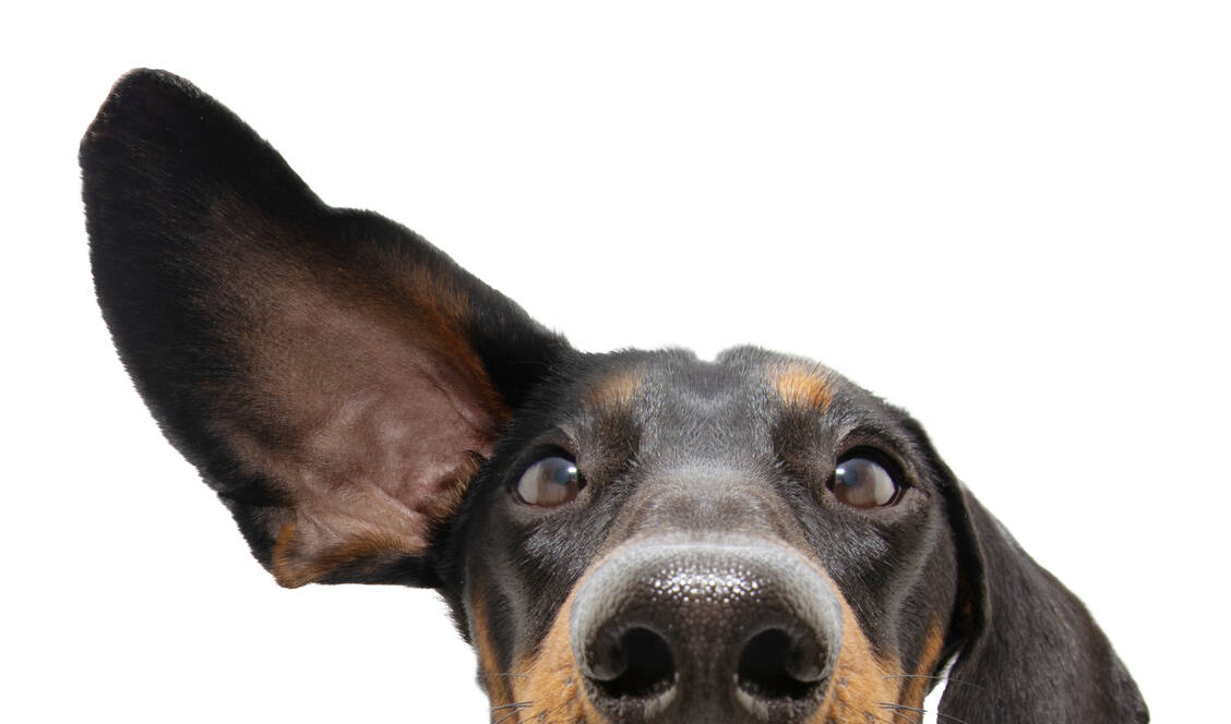 Bei Tieren fällt das Ohrenspitzen oft eindrucksvoller aus als beim Menschen. / © Adobe Stock/Sandra