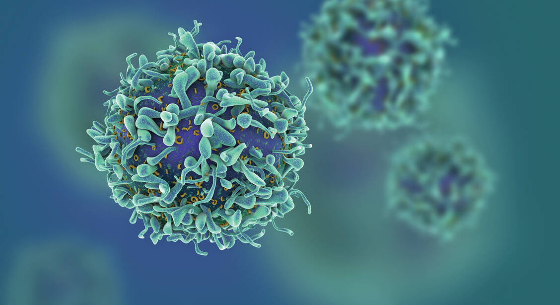 Die T-Lymphozyten reagieren bei Älteren zu spät und zu schwach auf Pathogene. / Foto: iStock/cgtoolbox
