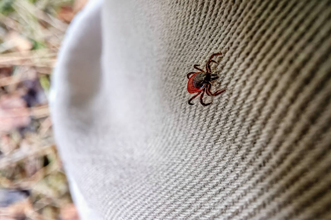 Zecken sind durch die milden Temperaturen auch hierzulande immer häufiger ganzjährig aktiv. Ihre »Hauptsaison« ist jedoch von etwa März bis November. / © Getty Images/rbkomar