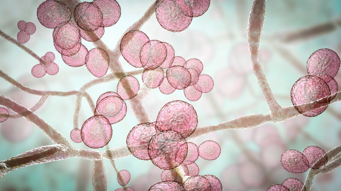Das Wirkspektrum von Amphotericin B umfasst eine ganze Reihe von tier- und humanpathogenen Pilzen, darunter Candida-Arten. / Foto: Adobe Stock/Dr_Microbe