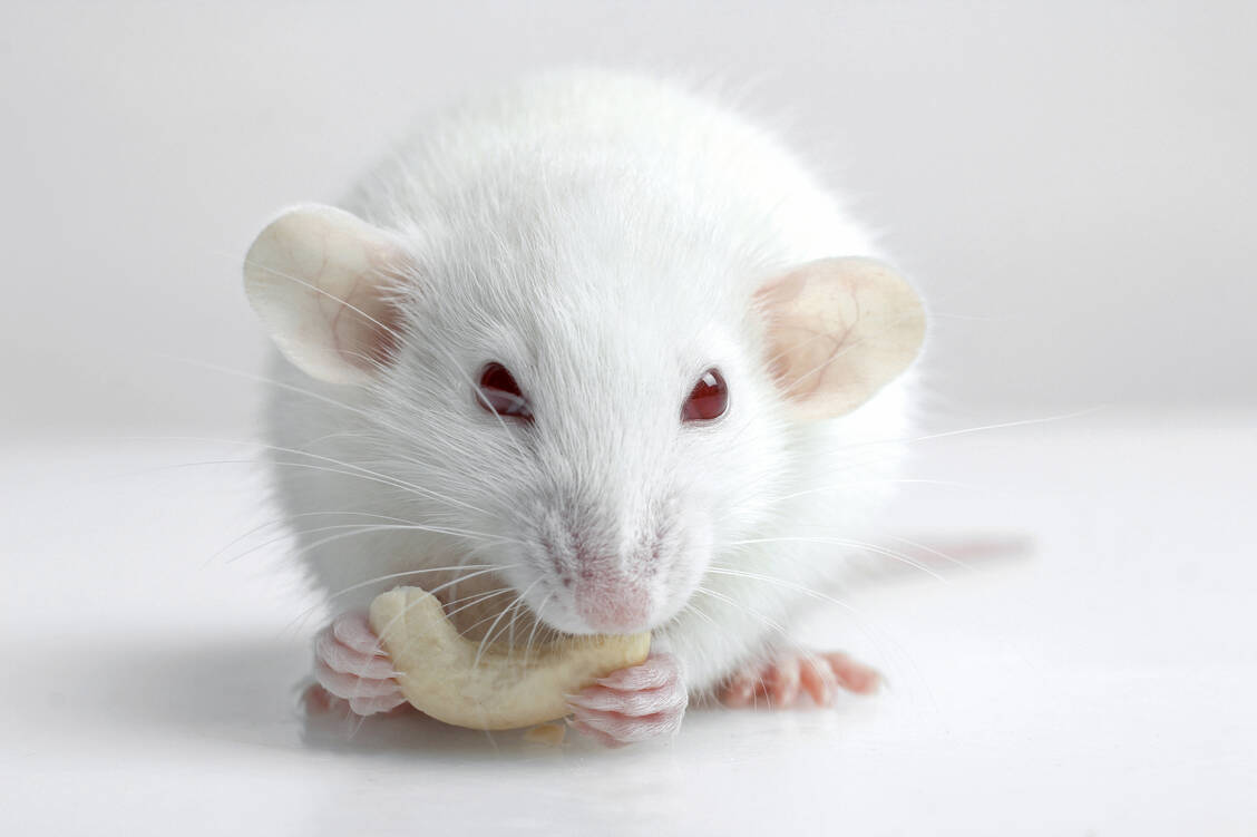 MS-Modellmäuse, die Tryptophan-frei ernährt wurden, waren in einer Untersuchung vor Symptomen geschützt. Die abgebildete Nuss enthält aber eine vergleichsweise hohe Konzentration der essenziellen Aminosäure. / Foto: Shutterstock/Studio KIWI