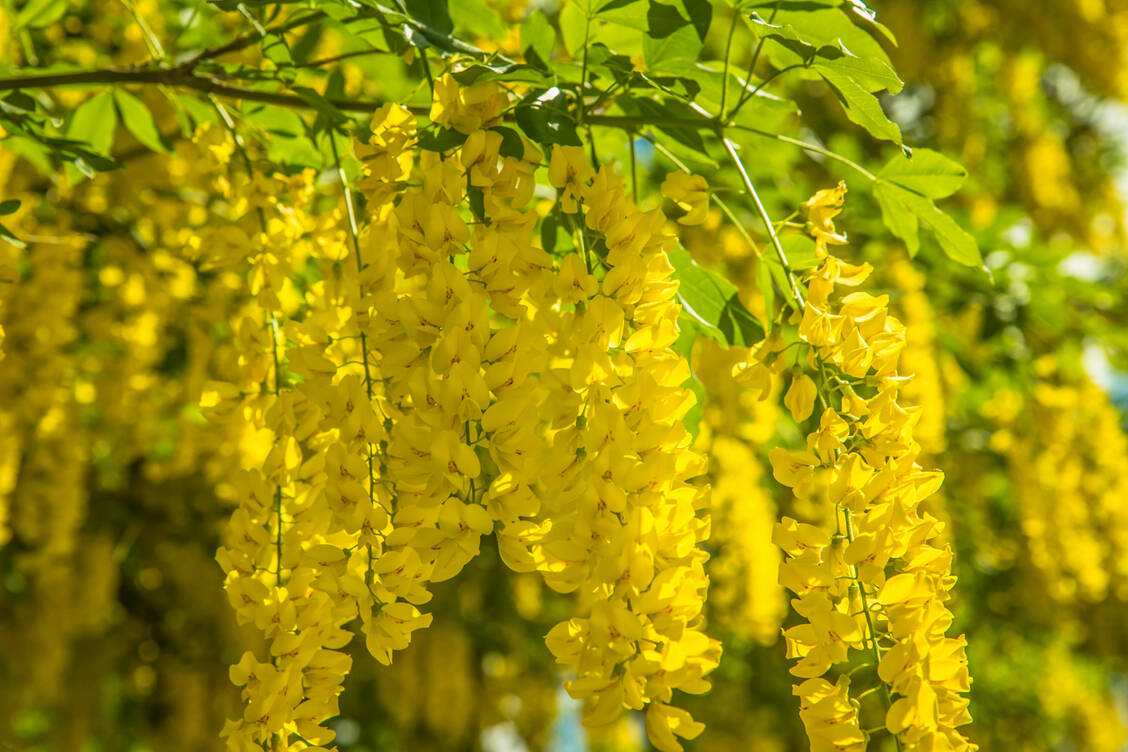 Cytisin ist ein Alkaloid des Goldregens. / Foto: Adobe Stock/teine