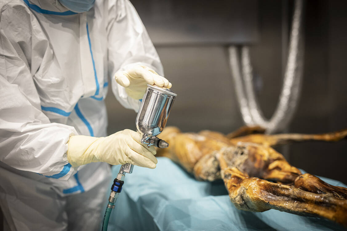 Forschende haben im Magen von Ötzi Hinweise auf Mikroorganismen gefunden, die wohl noch leben. Wie kann das sein? / © Südtiroler Archäologiemuseum/Marion Lafogler