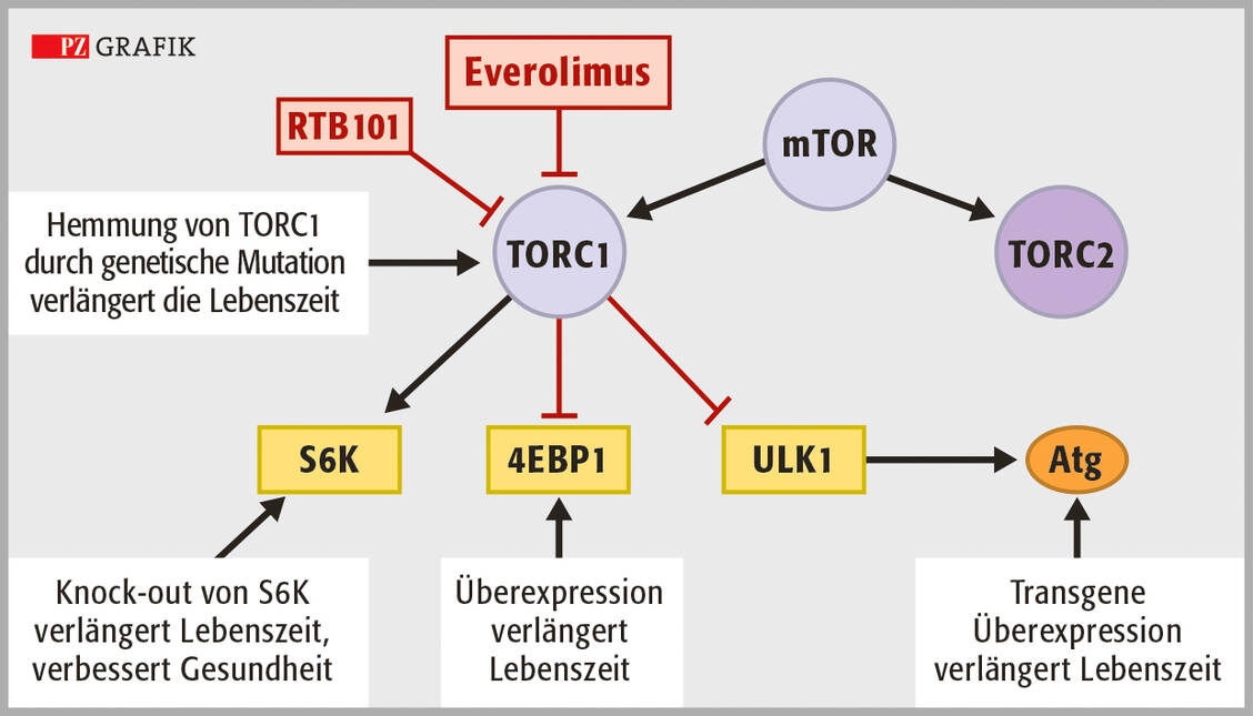 Abbildung 3: Ratio einer TORC1-Inhibition: RTB101 ist ein selektiver und potenter Inhibitor von TORC1. Zusammen mit Everolimus entfaltet RTB101 Effekte, die einer Immunseneszenz entgegenwirken. / Foto: Stephan Spitzer