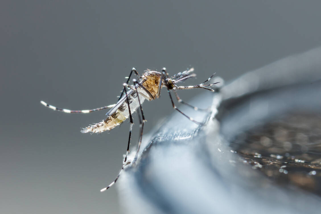 Dengue-Viren fühlen sich in Asiatischen Tigermücken (Aedes albopictus) bei einer Außentemperatur von 26 Grad am wohlsten. / © Adobe Stock/smuay