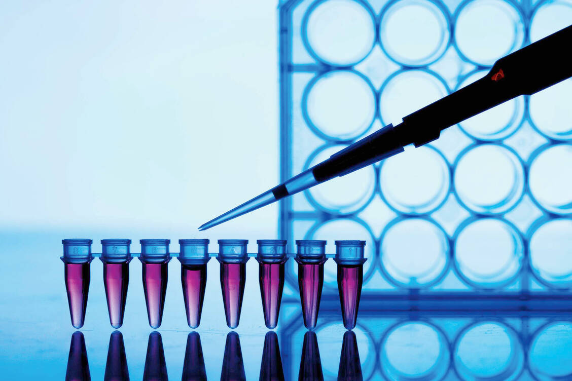 Auf niederländischen Nerzfarmen haben offenbar Menschen Nerze mit SARS-CoV-2 infiziert und vice versa. Das zeigt eine Analyse der Genome von Tieren und Menschen. / Foto: iStock/luchschen