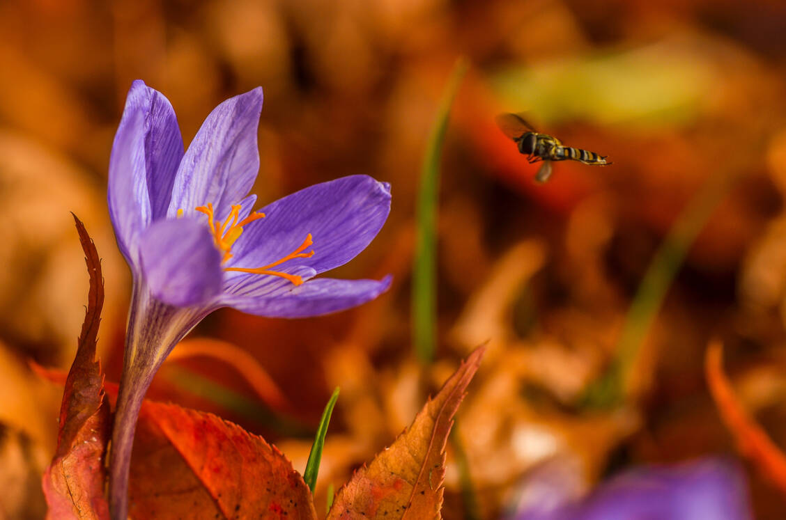 Colchicum autumnale / Foto: AdobeStock/xx85xx