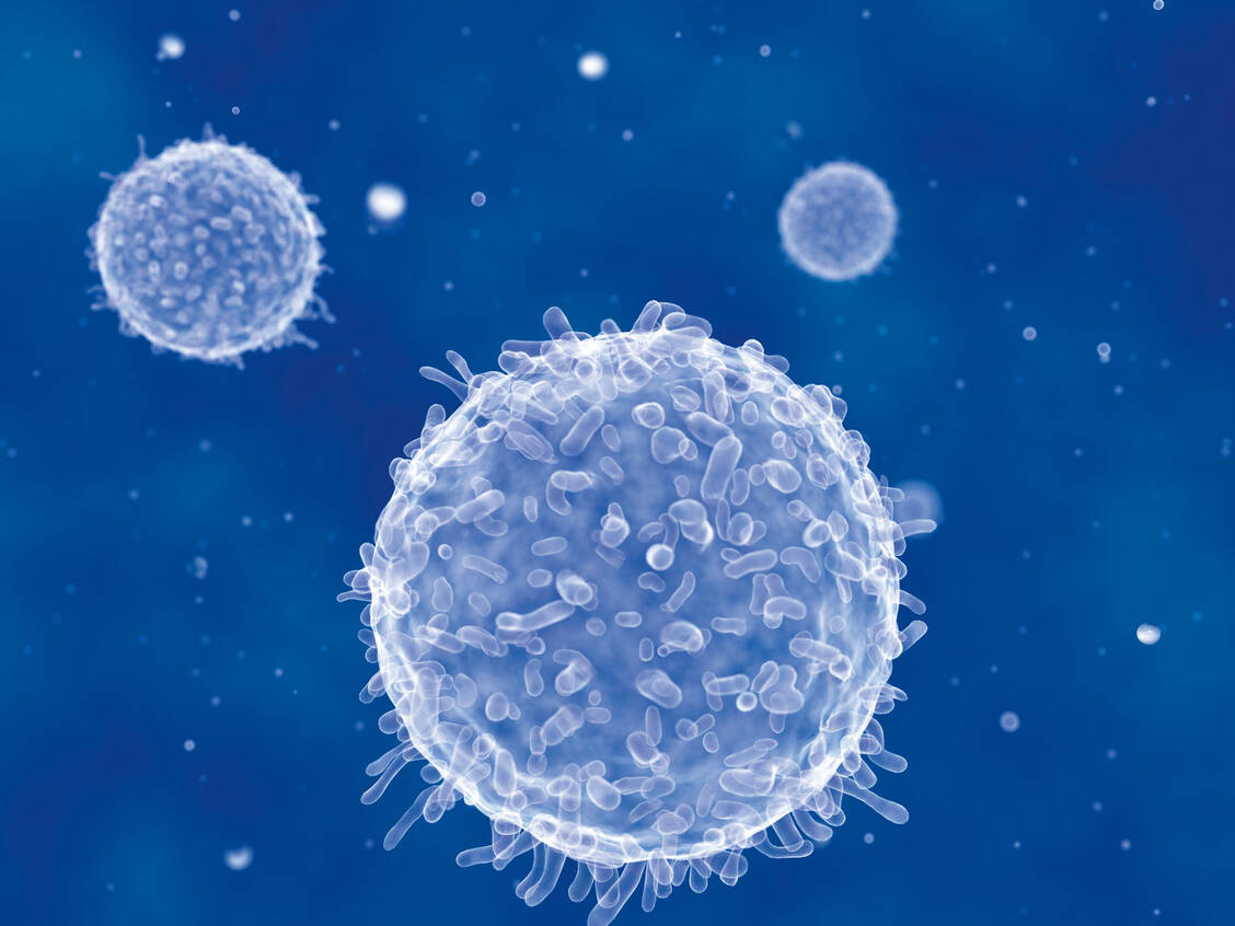 Auch T-Lymphozyten bilden Gedächtniszellen aus und bieten einen gewissen Schutz gegen spätere Infektionen. / Foto: Fotolia/Juan Gärtner