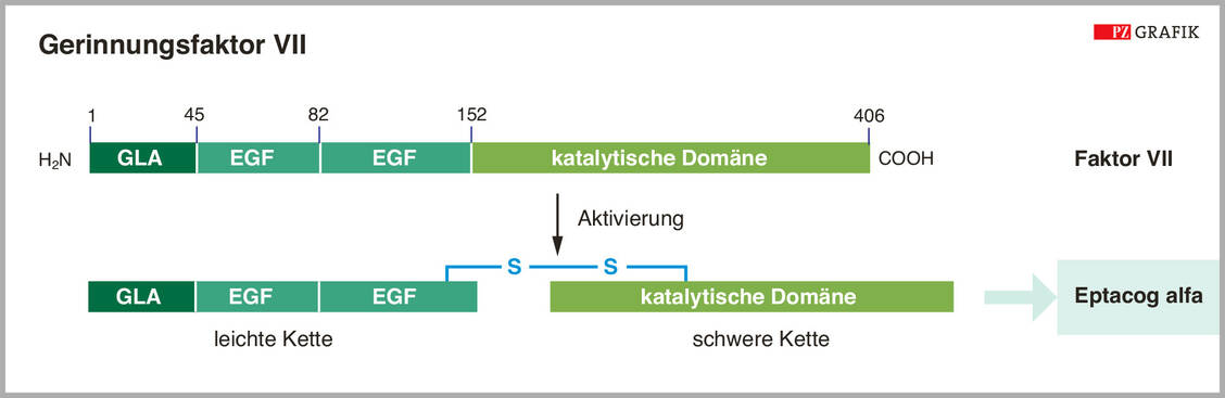 Abbildung 4: Schematische Darstellung des Gerinnungsfaktors VII (oben). Der Arzneistoff Eptacog alfa ist ein bereits aktivierter FVII. / Foto: Grafik: PZ/Spitzer, modifiziert nach I. Zündorf; Dingermann, T., et al., 2019