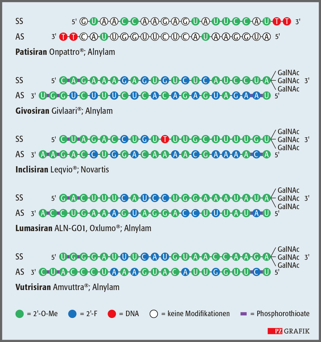 Abbildung: Strukturen der zugelassenen siRNA-Therapeutika. Außer bei Patisiran sind alle Nukleotid-Positionen chemisch verändert (als farbige Kugeln gezeichnet). Meist sind die 2'-Positionen der Ribose durch O-Methylierung (2'-O-Me) oder Fluorierung (2'-F) modifiziert. Zudem werden DNA-Basen (Thymidin) und Phosphorothioate eingebaut. Modif. nach (3). AS: Antisense-Strang; SS: Sense-Strang / Foto: PZ/Pfeifer