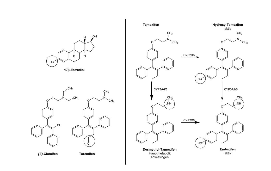 Abbildung 4: Struktureller Vergleich von Estradiol mit Tamoxifen, Clomifen, Toremifen und metabolische Aktivierung von Tamoxifen zu Hydroxytamoxifen und Endoxifen / Foto: Mario Wurglics