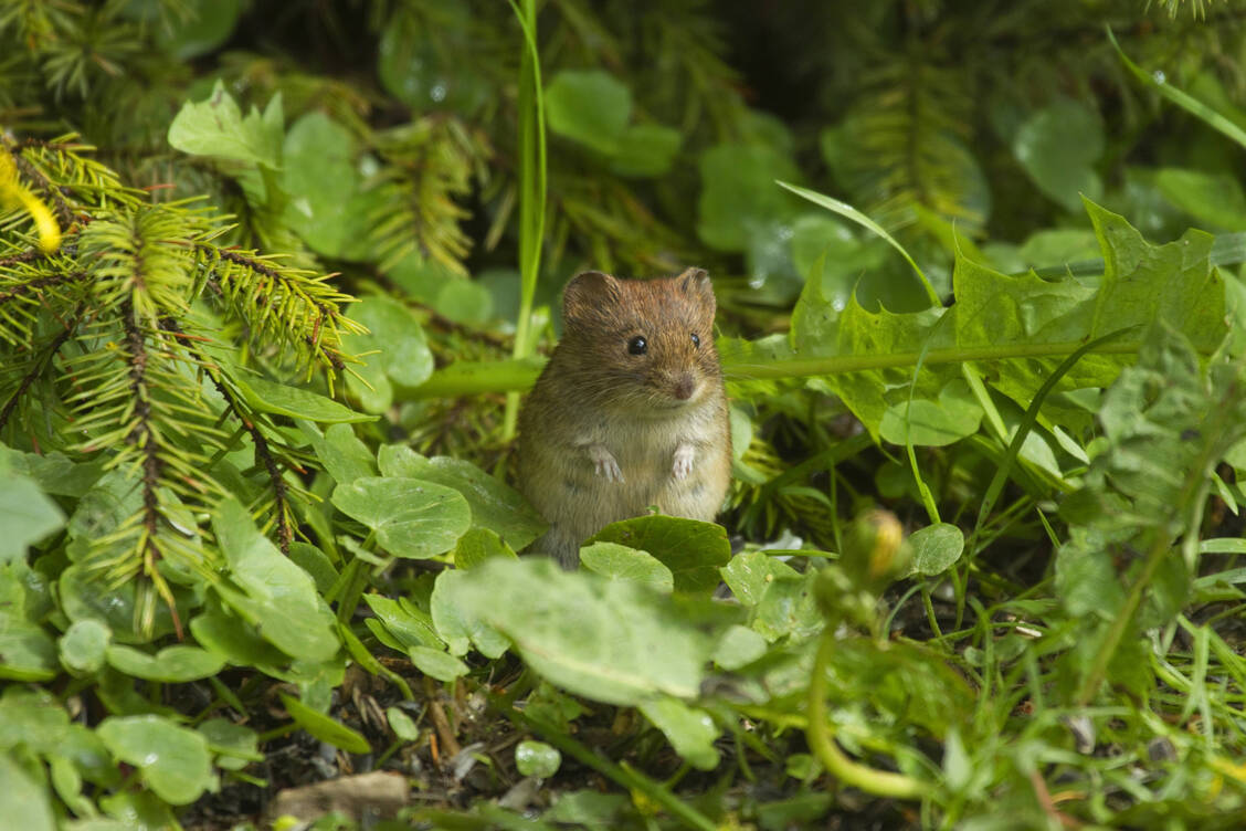 Rötelmäuse können ein Hantavirus übertragen – das Puumala-Virus. / © Imago Images/blickwinkel