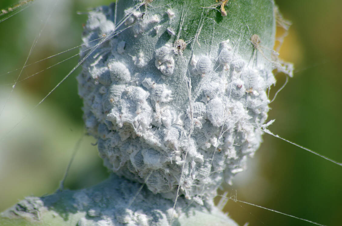 Der rote Farbstoff Karmin wird aus weiblichen Cochenille-Schildläusen gewonnen. Für 500 Gramm braucht es 70.000 Läuse. / Foto: Getty Images/Helge Masch
