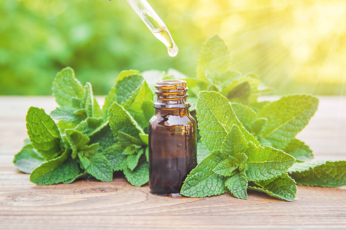 Menthae piperitae aetheroleum mit der Hauptkomponente Menthol spielt in der Pharmazie eine wichtige Rolle. / Foto: Adobe Stock/yanadjan