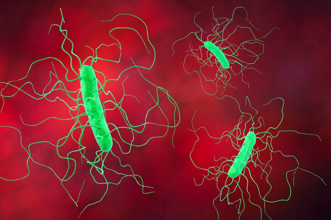 Clostridioides difficile ist ein gefährlicher Problemkeim, der nach Angaben des Robert-Koch-Instituts ca. 15–20 Prozent der Antibiotika-assoziierten Durchfallerkrankungen und mehr als 95% der Fälle von pseudomembranöser Kolitis verursacht. / Foto: Imago/Science Photo Library