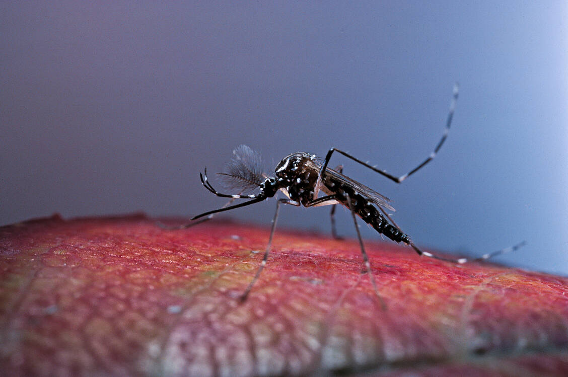 Tigermücke und Gelbfiebermücke (Aedes albopictus und Aedes aegypti; letztere hier im Bild) übertragen unter anderem Dengueviren. Die ursprünglich (sub)tropischen Mücken fühlen sich mittlerweile auch in Südeuropa wohl. / Foto: Getty Images/Paul Starosta