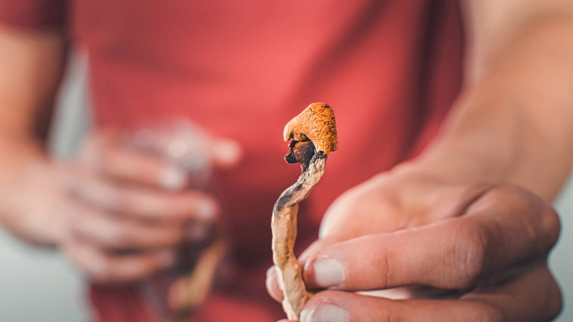 Viele Psychedelika sind Naturstoffe. Psilocybin beispielsweise ist ein Inhaltsstoff von Pilzen der Gattung Psilocybe (Kahlköpfe). / © Adobe Stock/24K-Production