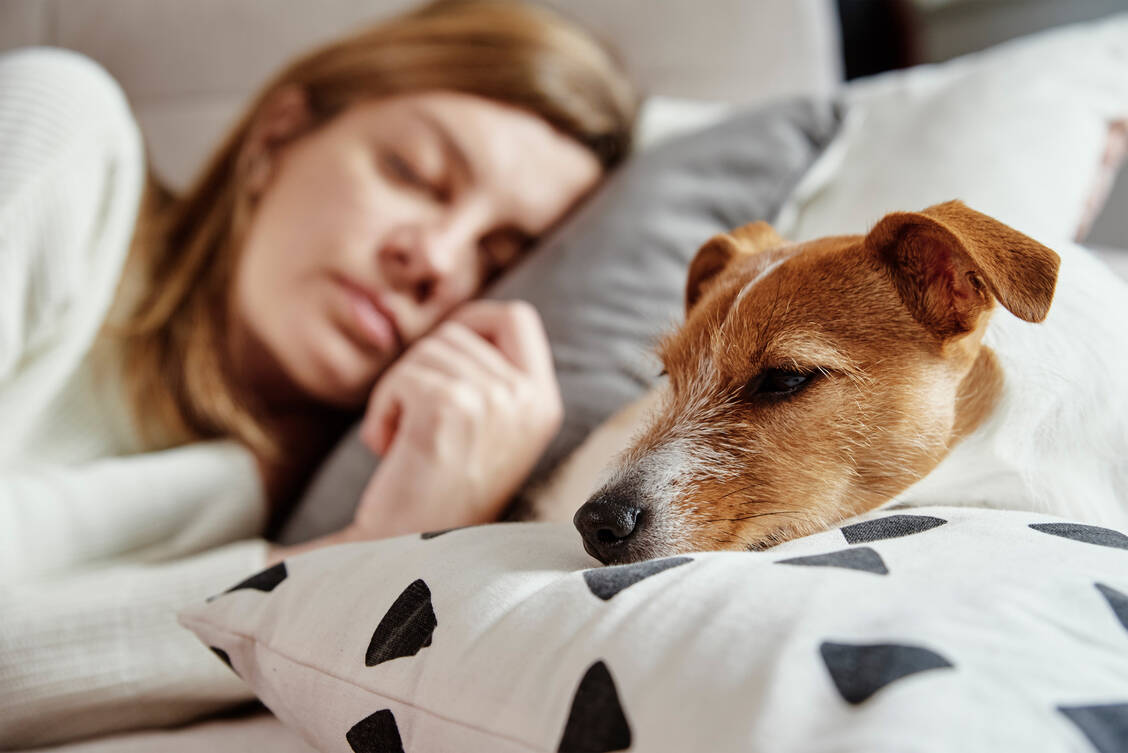 Speziell trainierte Hunde werden zunehmend zur Erkennung verschiedener Erkrankung eingesetzt – sie können sowohl akute Corona-Infektionen als auch Long Covid erkennen. / Foto: Getty Images/Eye Em/Aliaksandr Barysenka